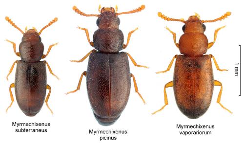 Réf. 327 289 : Myrmechixenus divers
